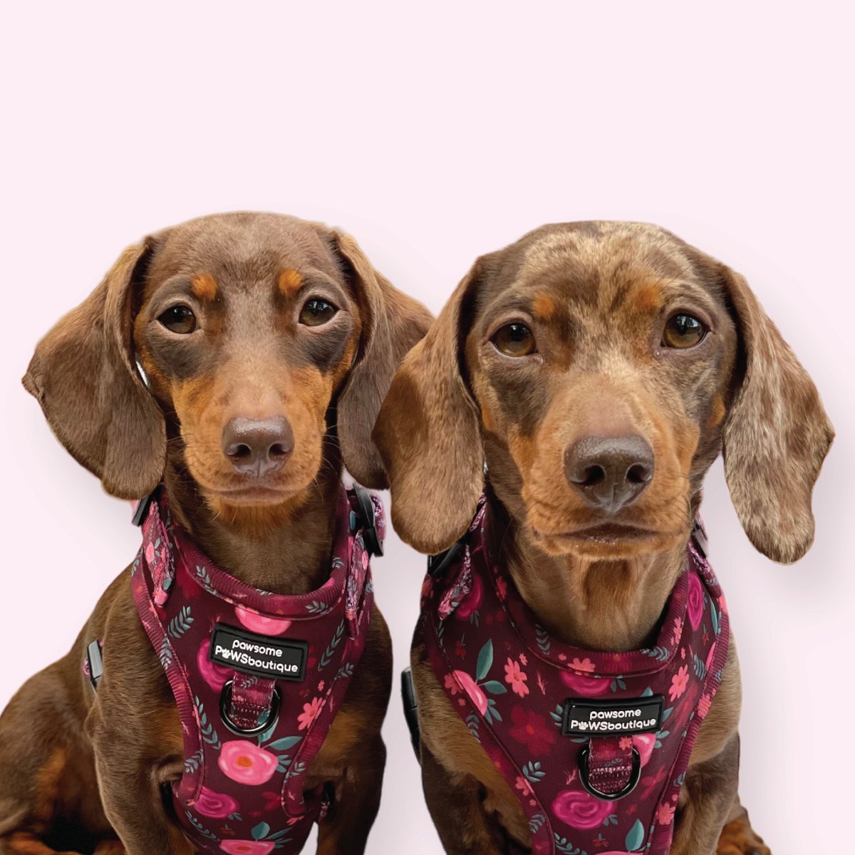 Adjustable Harnesses Pawsome Paws Boutique