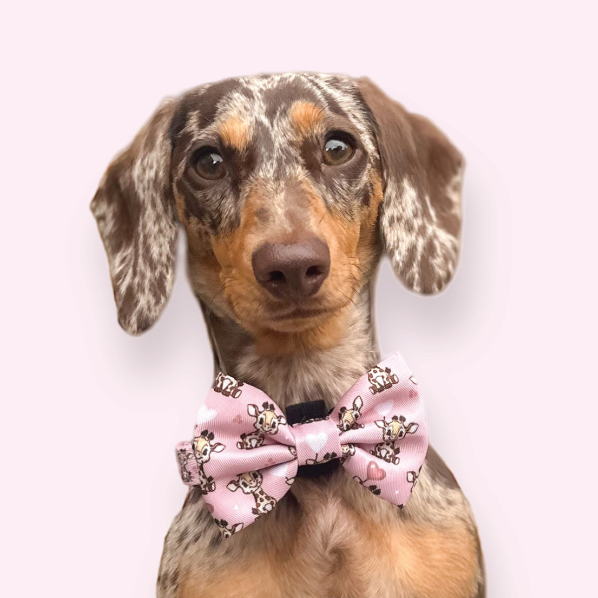 GiGi Bow Tie Dog Collar And Leash Set