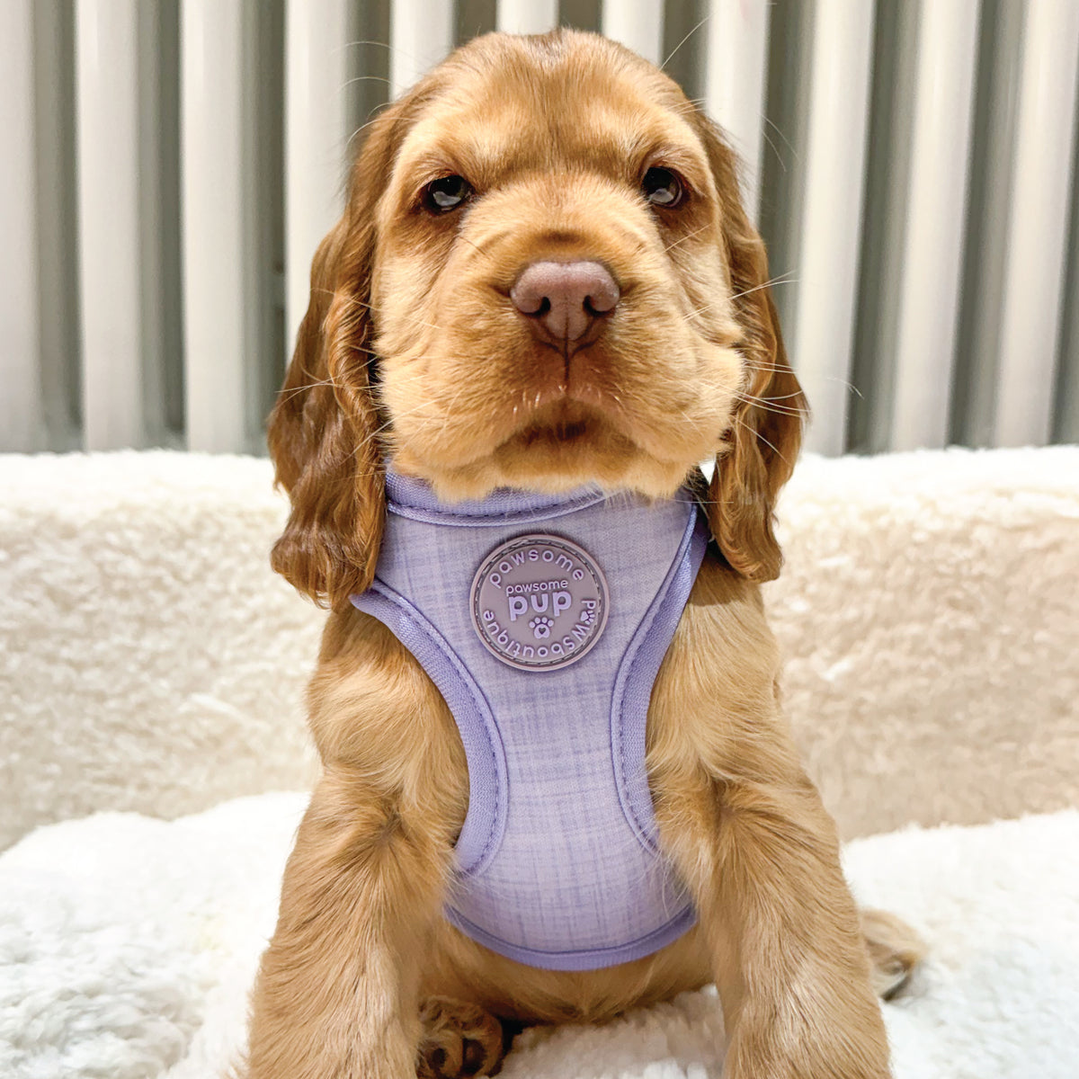 Pawsome Pup Collection – Pawsome Paws Boutique