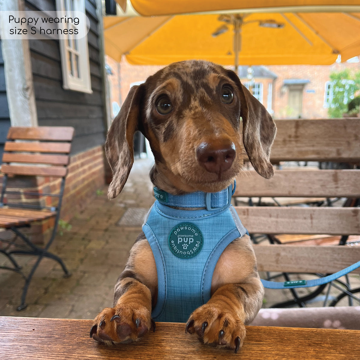 Pawsome Pup Harness Teal Pawsome Paws Boutique