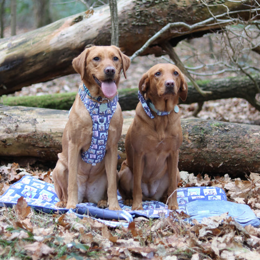 Collar or Harness? Choosing the Perfect Fit for Your Pooch