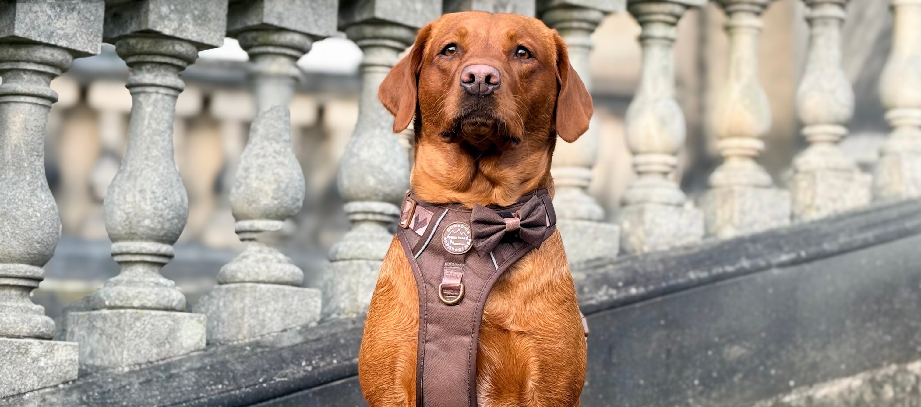Walkies Ready Chocolate Brown