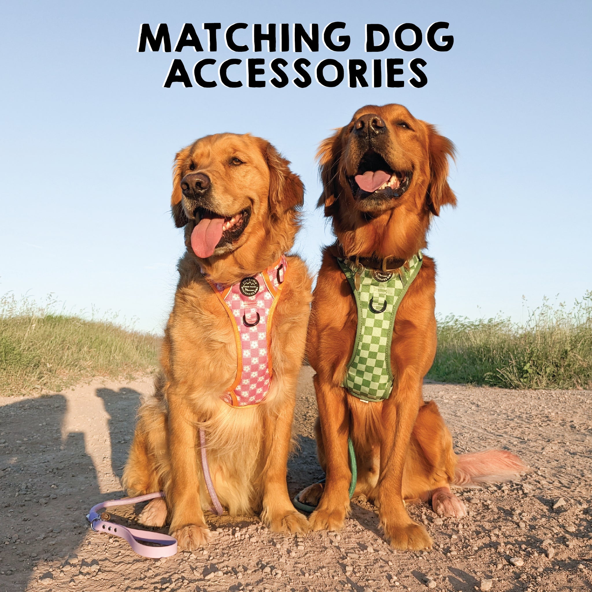 Dog Accessories