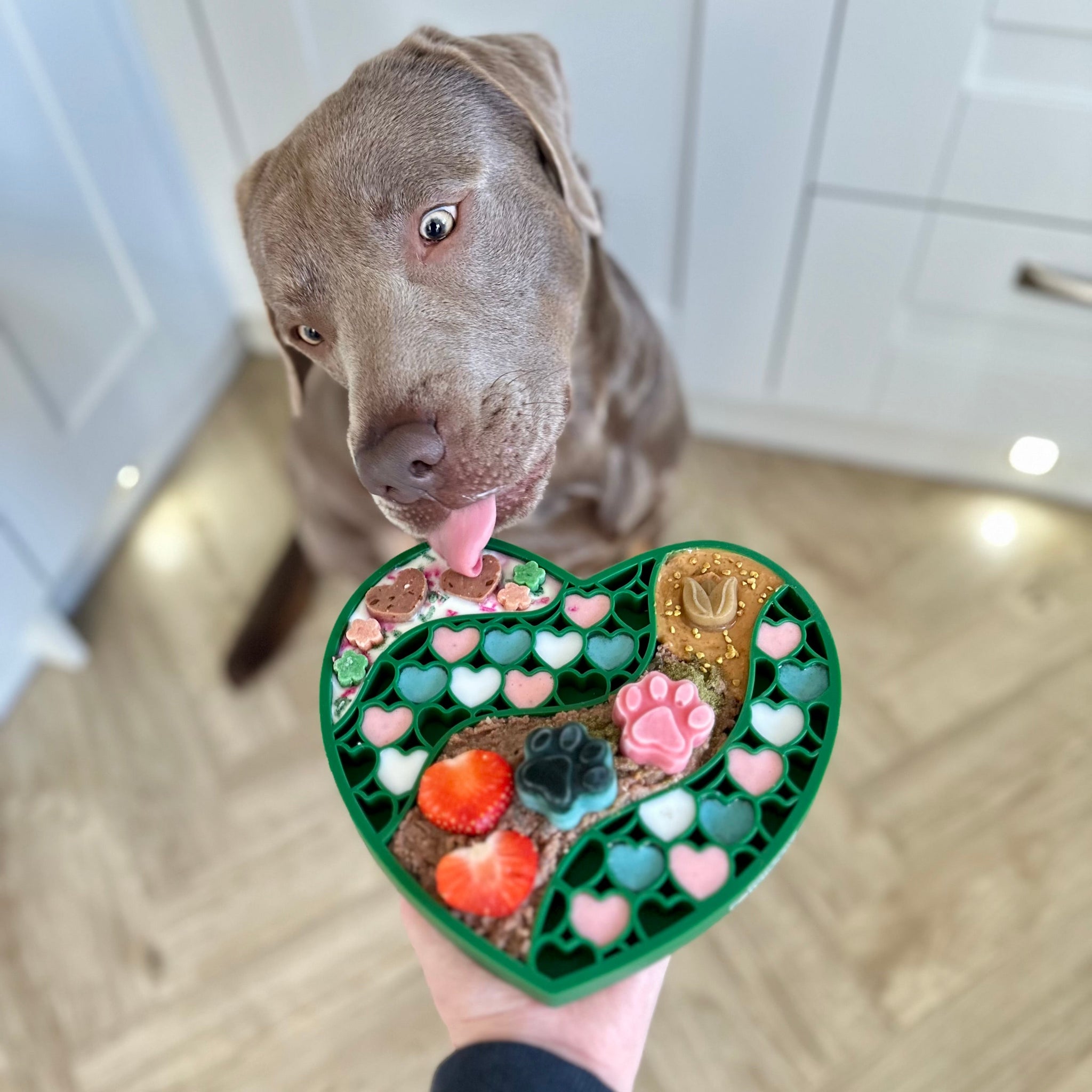 Dog Bowls