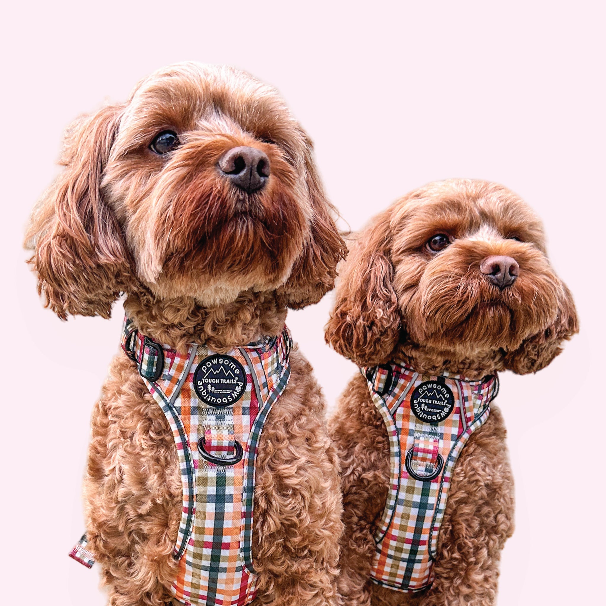 Plaid Pup