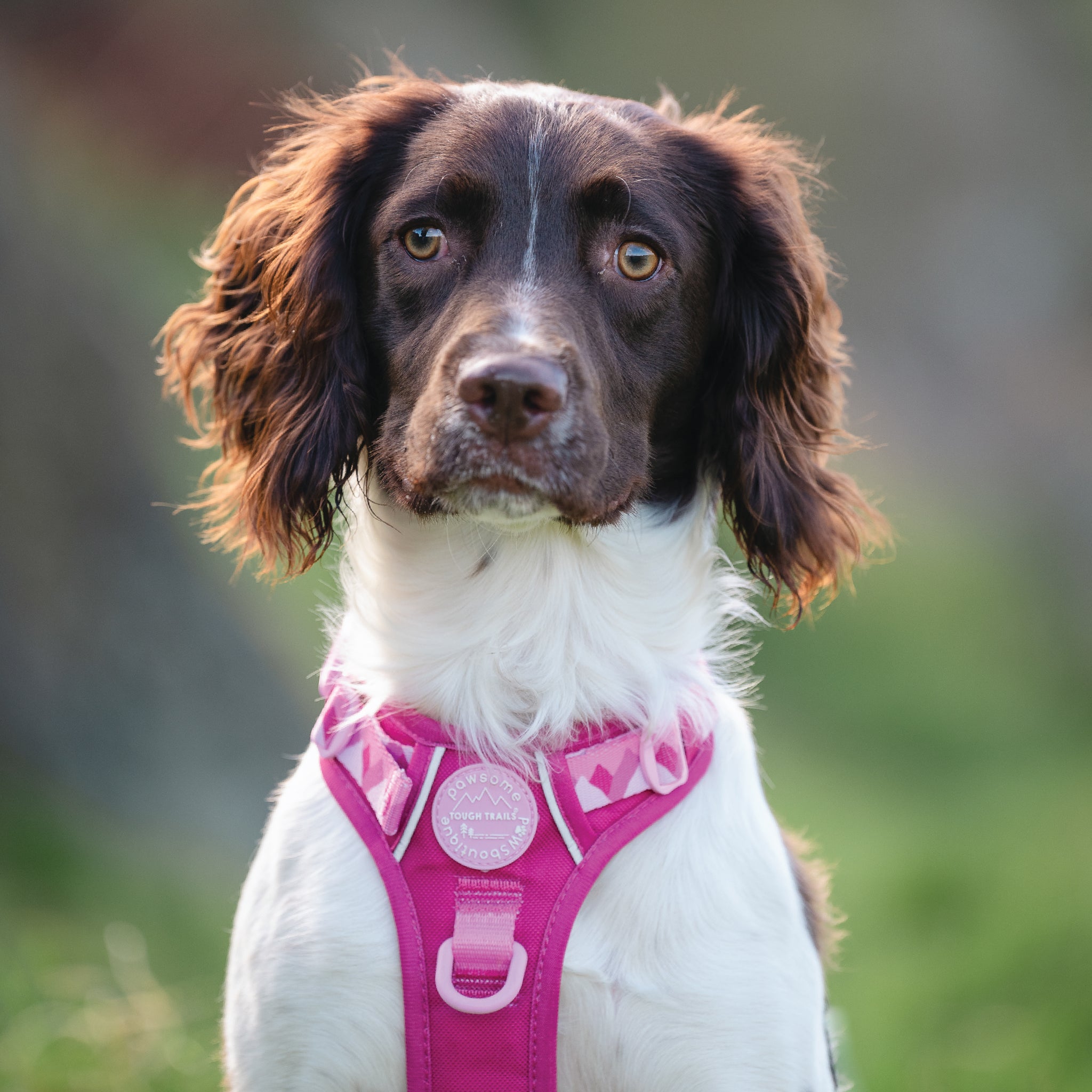 Walkies Ready®