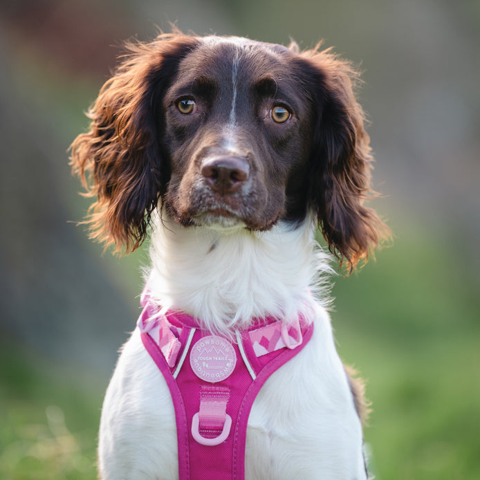 Walkies Ready®