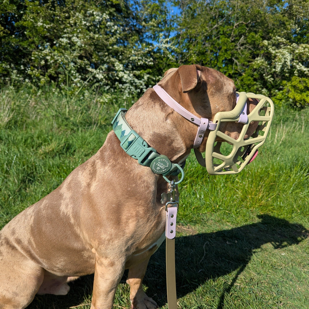 Adventure Collar - Forest Green (Size Large Only)