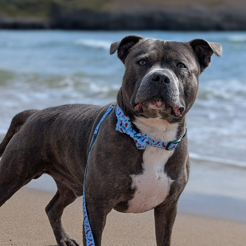 Bow Tie - Stay Spicy