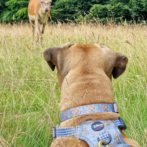 Disney© Collar - Bambi + Friends Blue