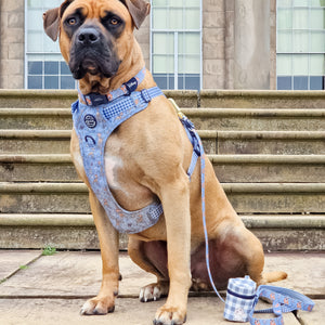 Disney© Collar - Bambi + Friends Blue