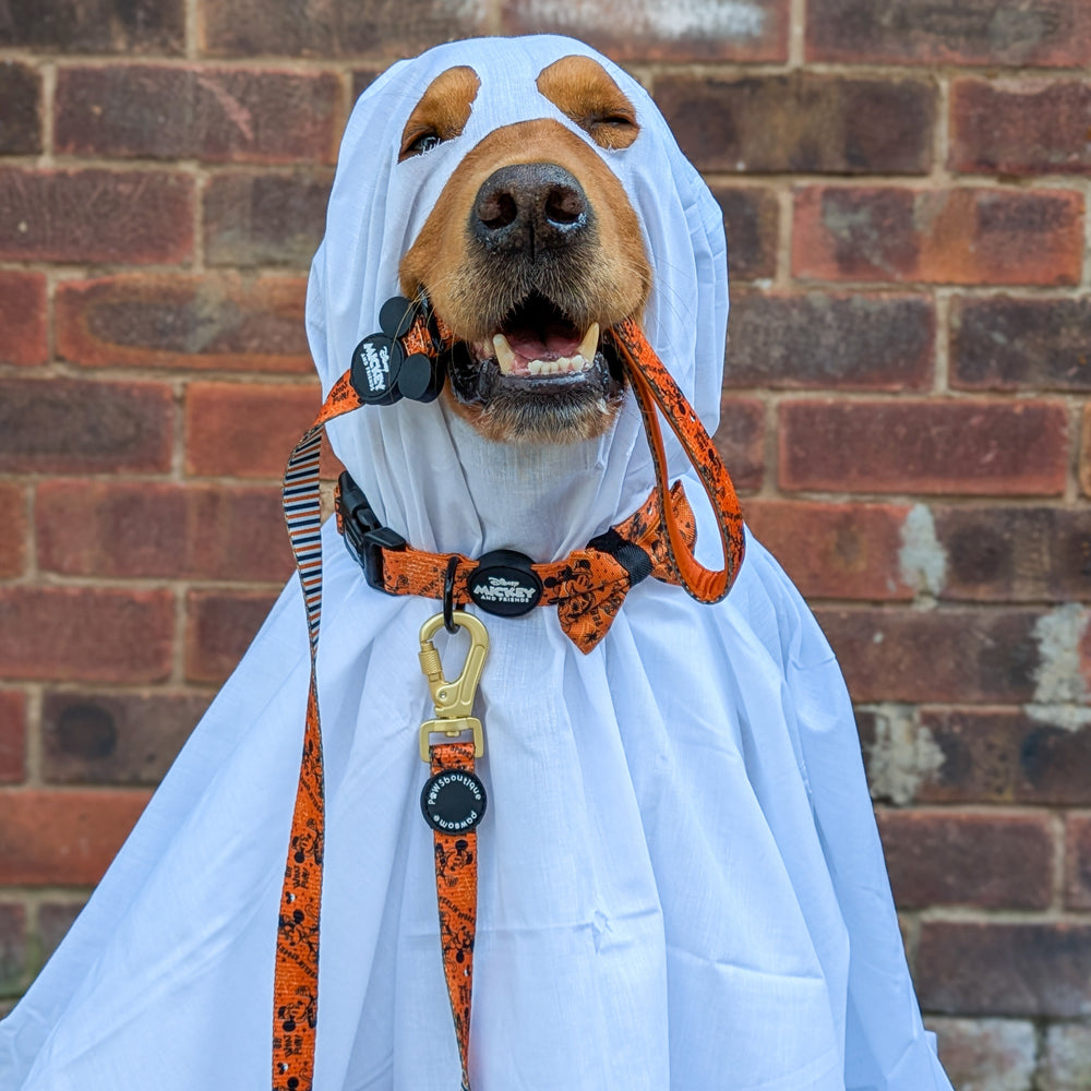 Disney© Lead - Halloween