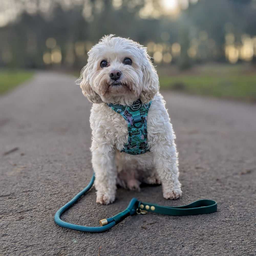 Disney© 4ft Rope Lead - Jungle Book