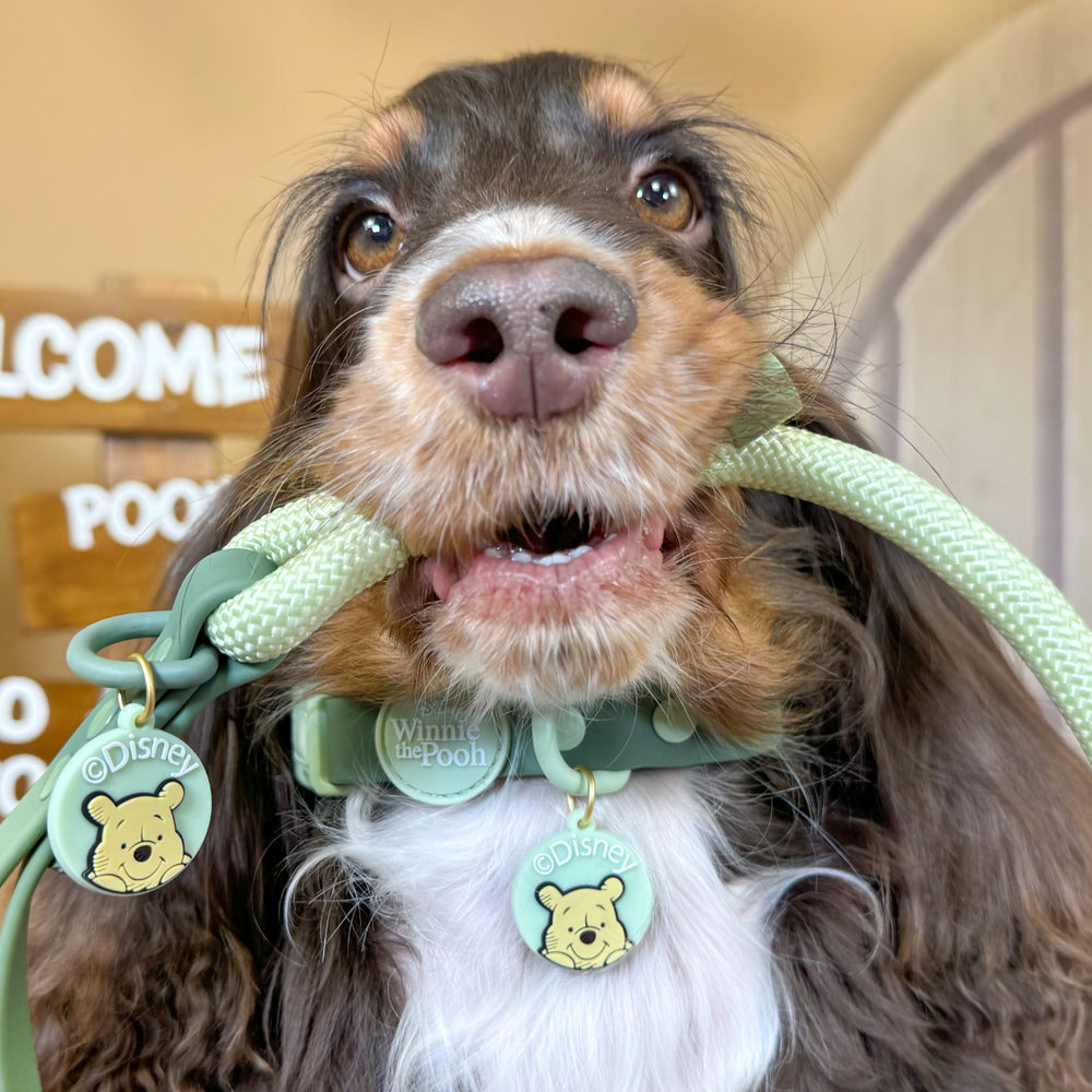 Disney© Collar/Lead Charm - 100 Aker Wood