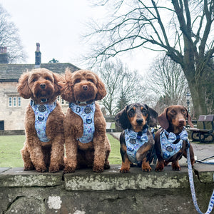 Disney© Tough Trails™ Harness - Eeyore