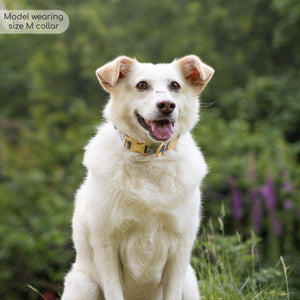 Disney© Collar - Lion Friends