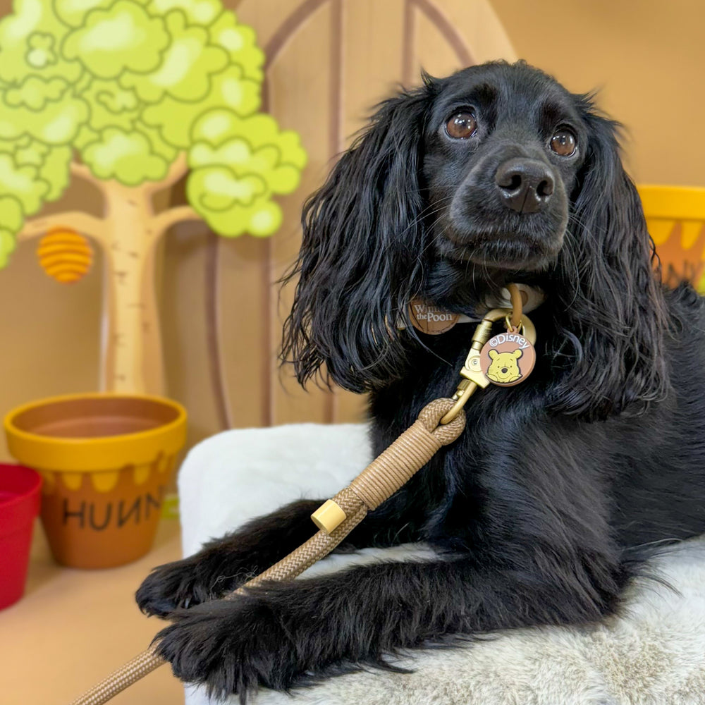 Disney© 4ft Rope Lead - Winnie The Pooh - Beige and Brown