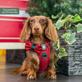Walkies Ready® Snowy Mountains Ultimate Bundle