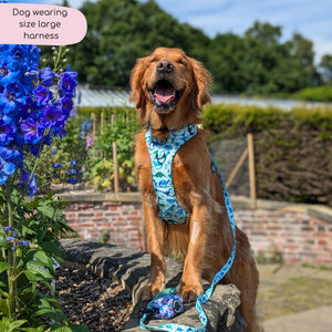 Tough Trails™ Harness - Dinky Dino