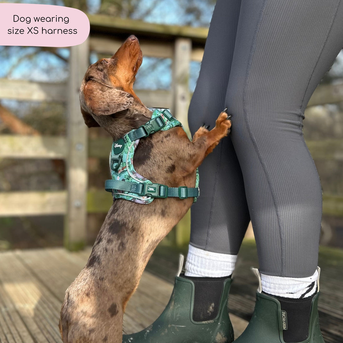 Disney© Tough Trails™ Harness - Jungle Book
