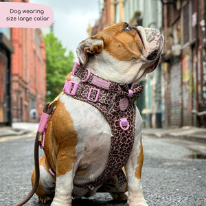 Collar - Leopard Print