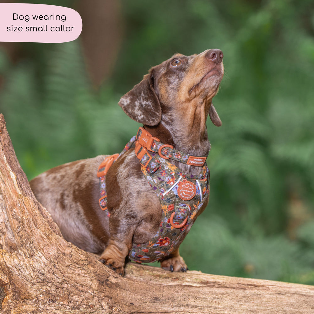 Collar - Rust & Bloom