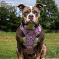Disney© Tough Trails™ Harness - Nala