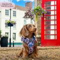 Paddington™ Tough Trails™ Harness - London