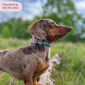Collar - Adventure Awaits