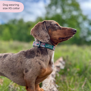 Collar - Adventure Awaits