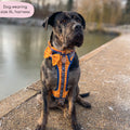Disney© Tough Trails™ Harness - Woody