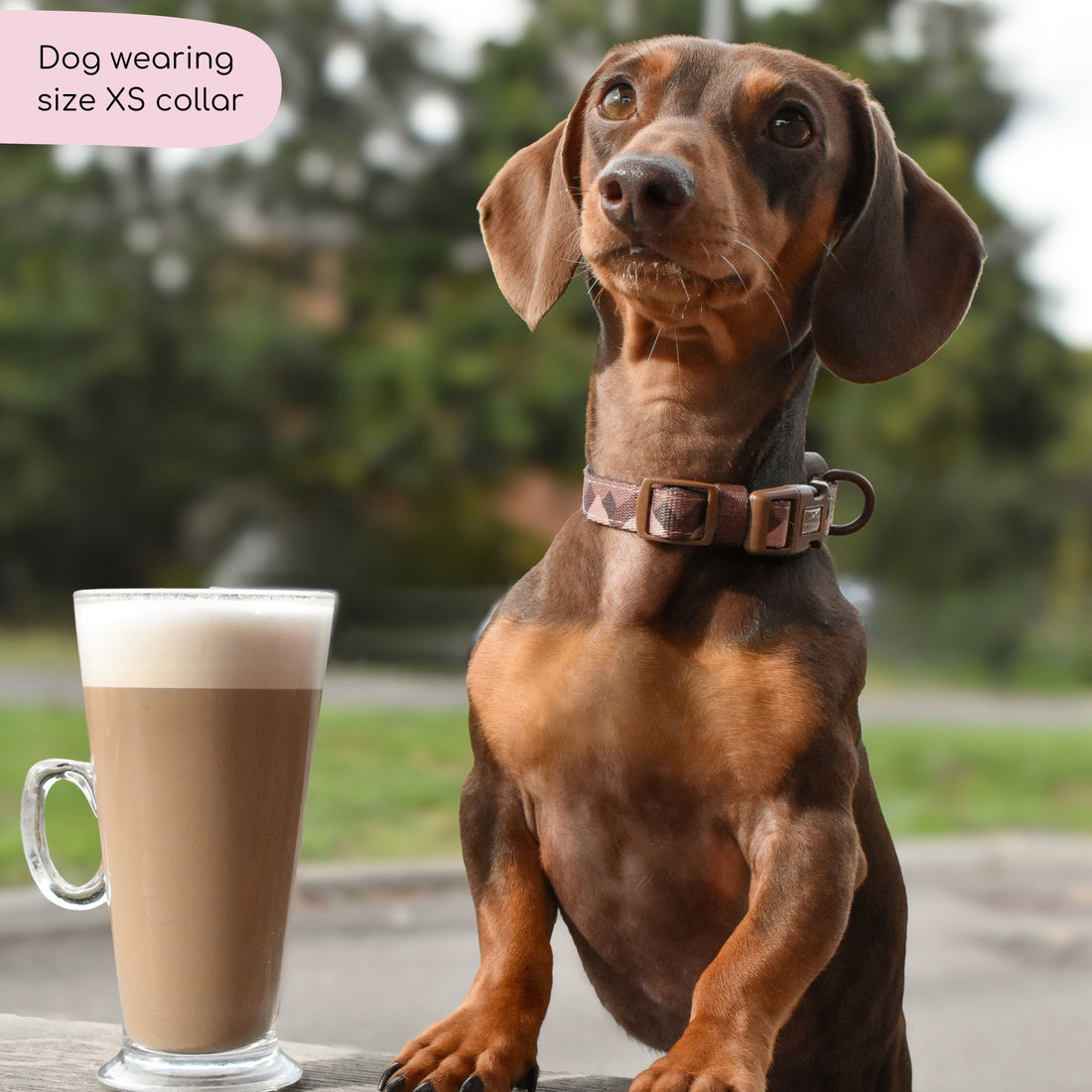 Collar – Walkies Ready® Chocolate Brown
