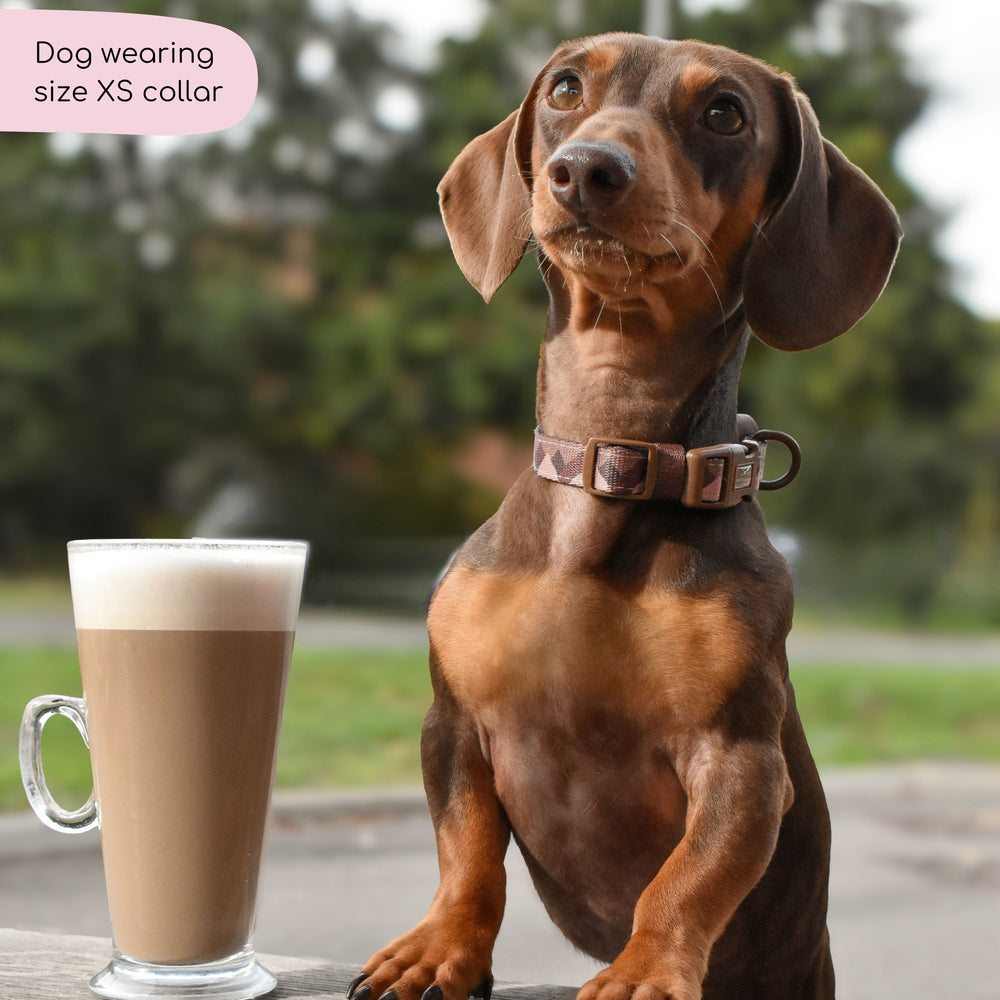 Collar – Walkies Ready® Chocolate Brown