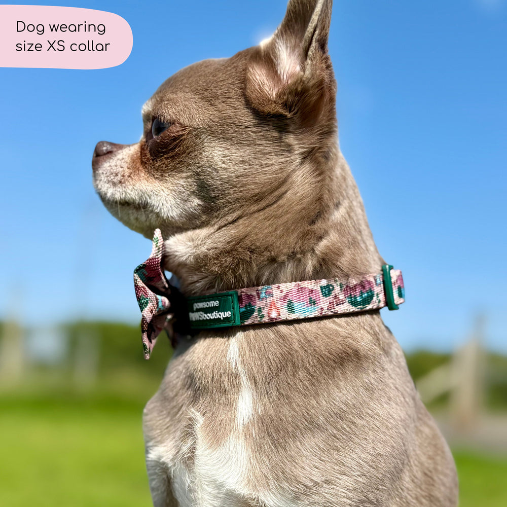 Collar - Adventure Awaits