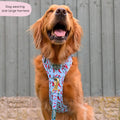 Tough Trails™ Harness - Stay Spicy