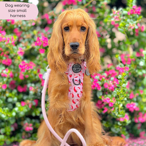 Tough Trails™ Harness - Chilli Dog