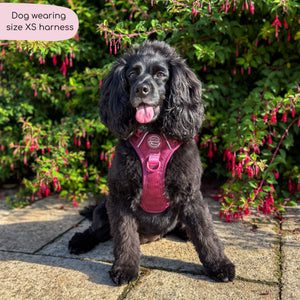 Tough Trails™ Harness - Walkies Ready® Mulberry