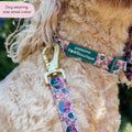 Collar - Adventure Awaits