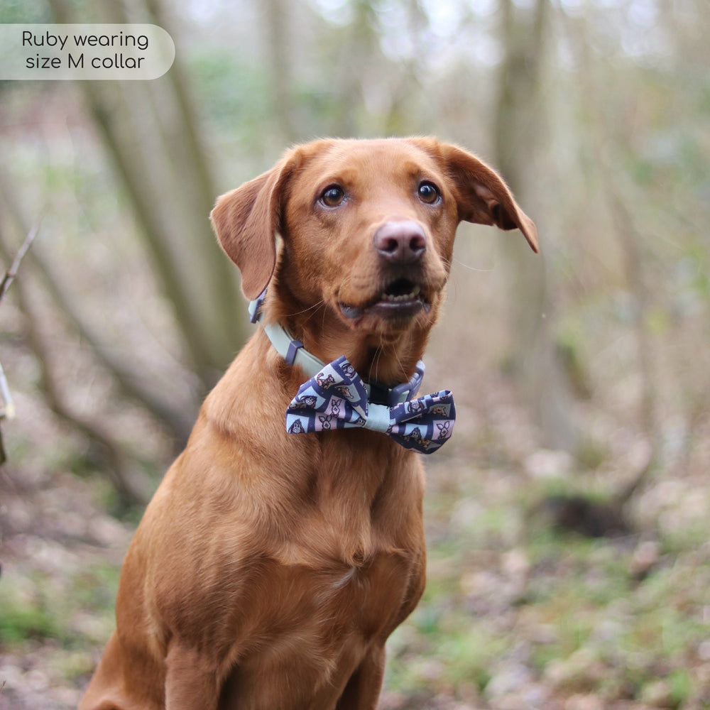 Disney© Waterproof Collar - Winnie + Friends