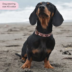 Collar – Walkies Ready® Chocolate Brown