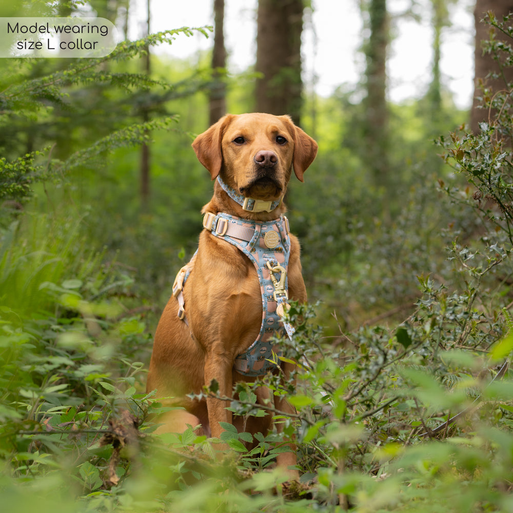 Disney© Collar - Lion Friends