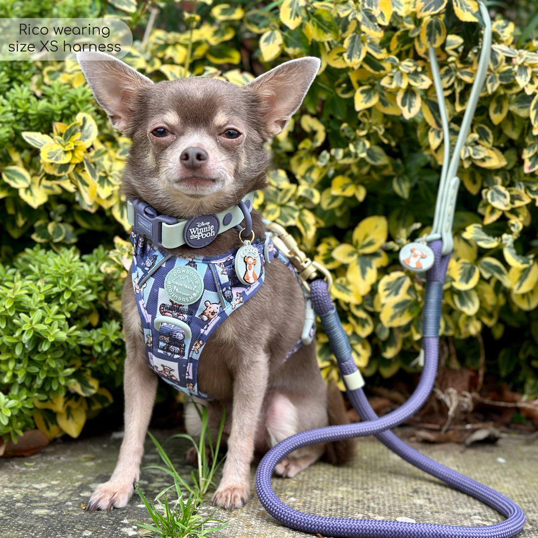 Disney© 4ft Rope Lead - Winnie + Friends - Sage and Blue