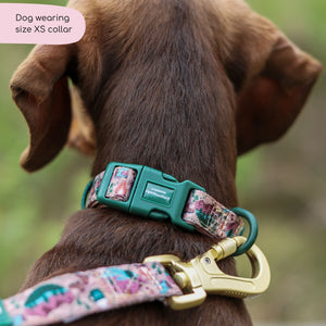 Collar - Adventure Awaits