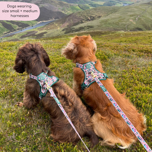 Tough Trails™ Harness -  Adventure Awaits