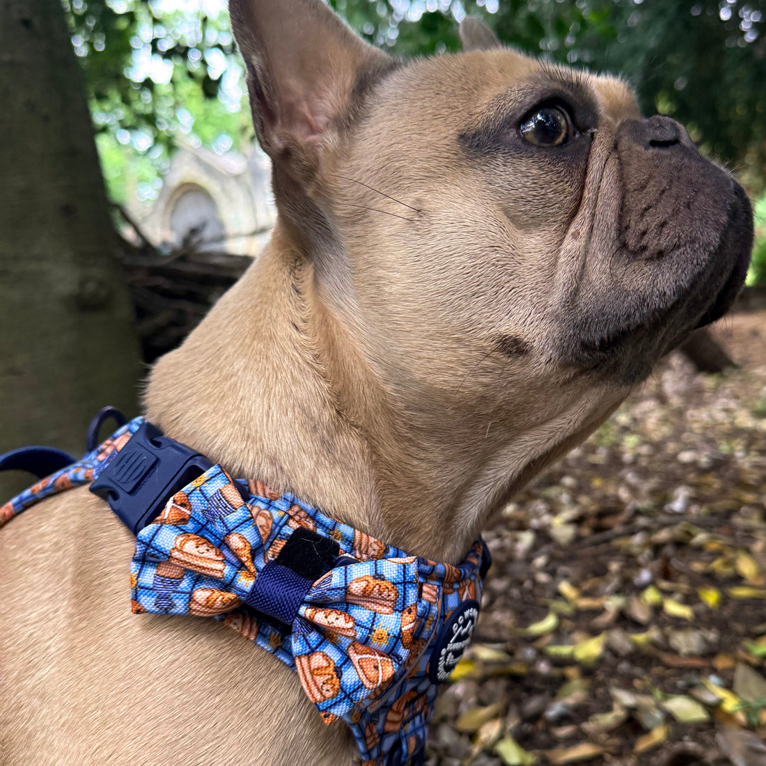 Bow Tie - Rise & Shine
