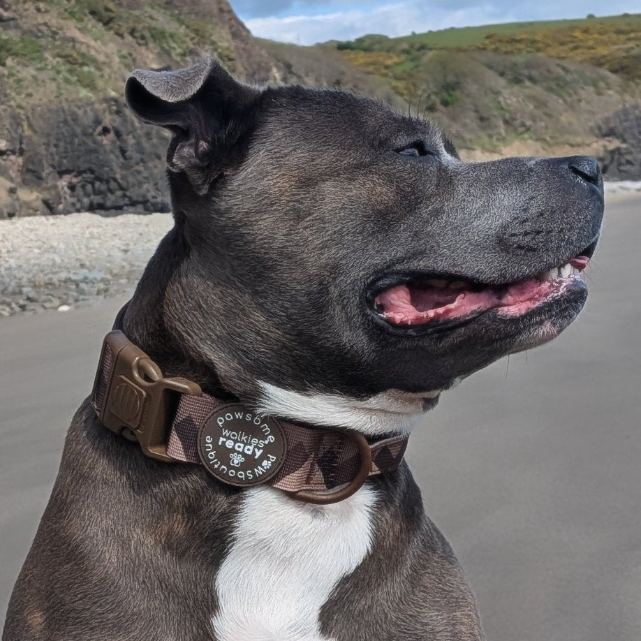 Adventure Collar - Brown (Size Large Only)