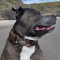 Adventure Collar - Brown (Size Large Only)