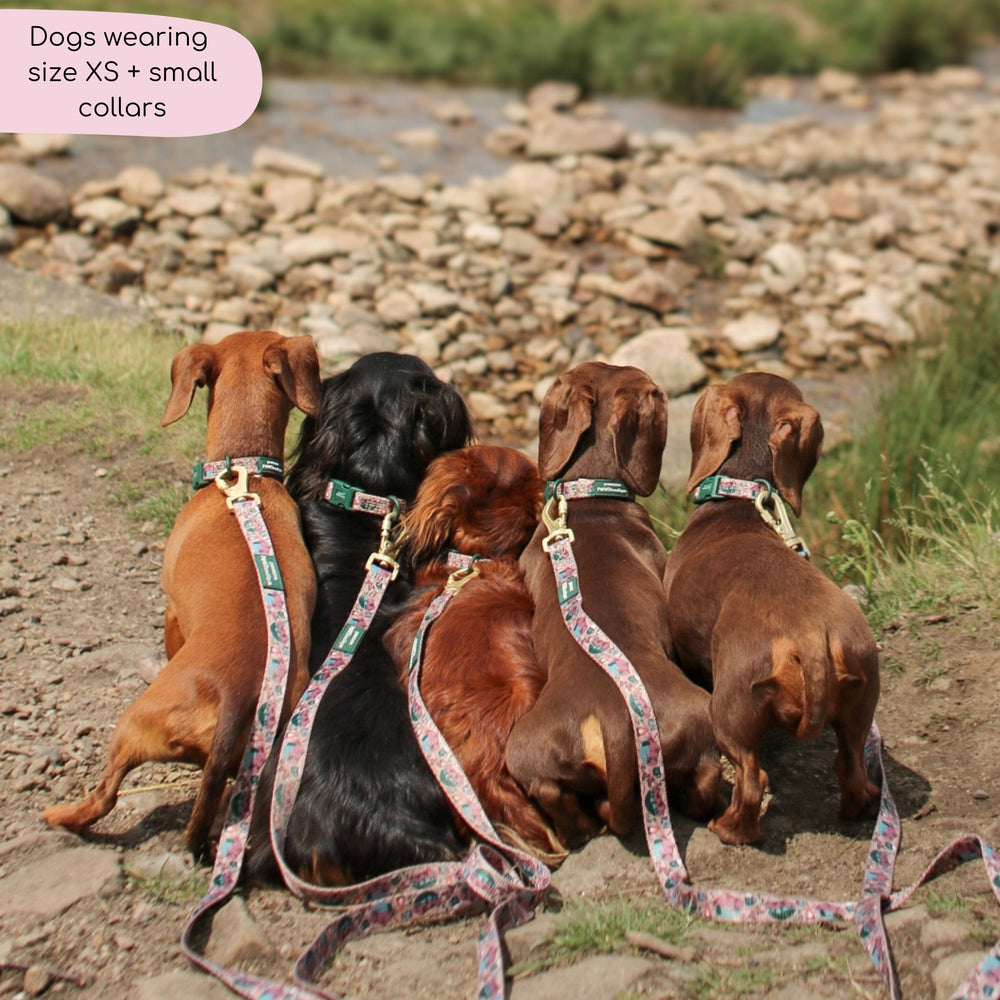 Collar - Adventure Awaits