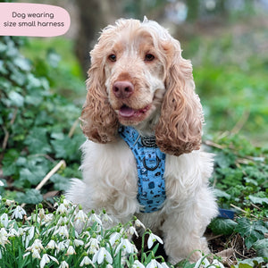 Tough Trails™ Harness - Reuben's Roadtrip