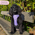 Tough Trails™ Harness - Walkies Ready® Lavender Lilac